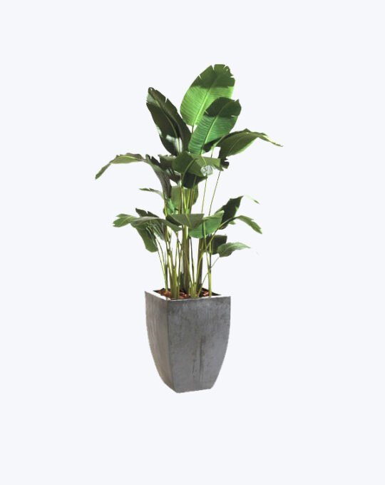 Azalea Bonsai