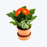 Red Flower
